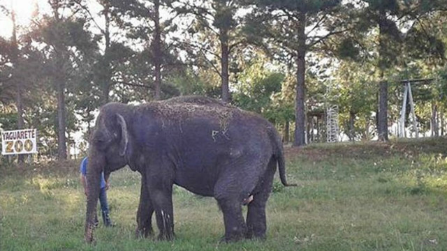 Trasladarán a la elefanta Merry del "Arca de Enrimir" - El Entre Rios Digital