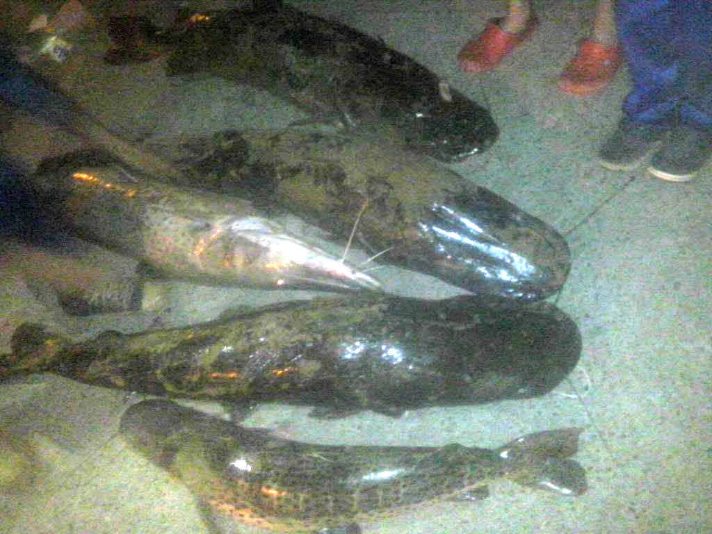 Los surubíes luego de ser pescados en cantidad