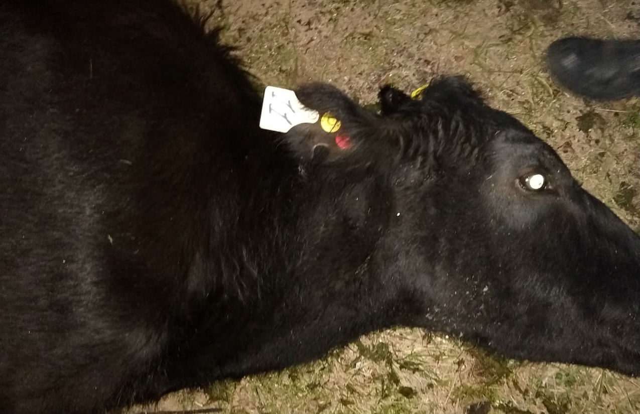 La vaca, lamentablemente, murió a raíz de la colisión.