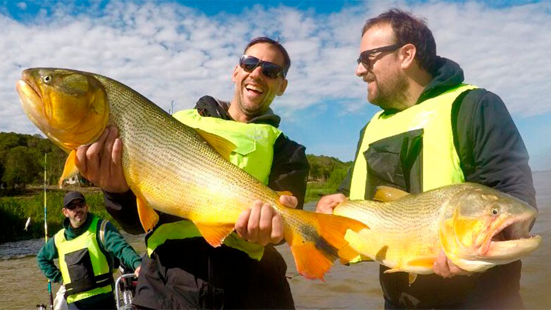 Pescan dorados de gran porte en Entre Ríos