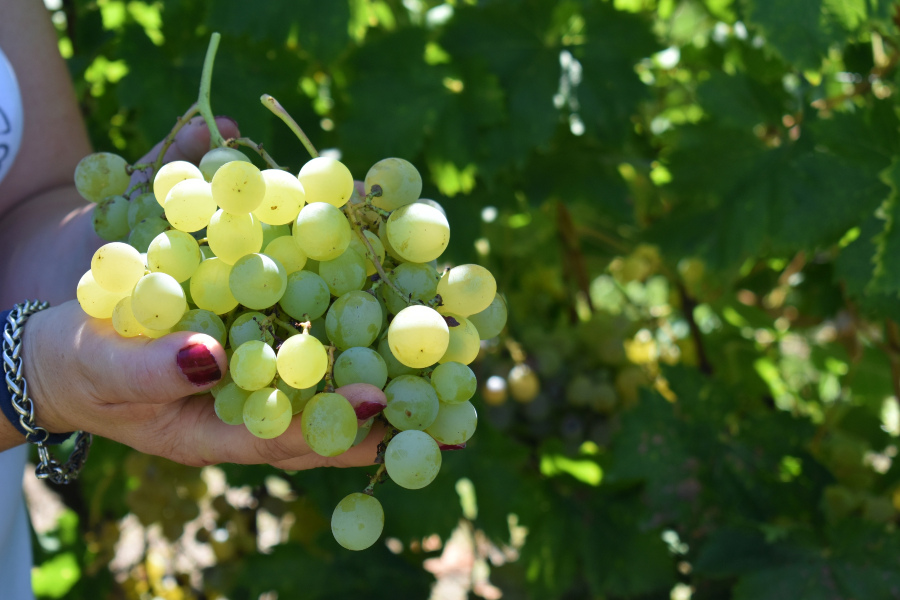 La uva blanca es utilizada tanto para vinos como para degustación en mesa (foto: EER).