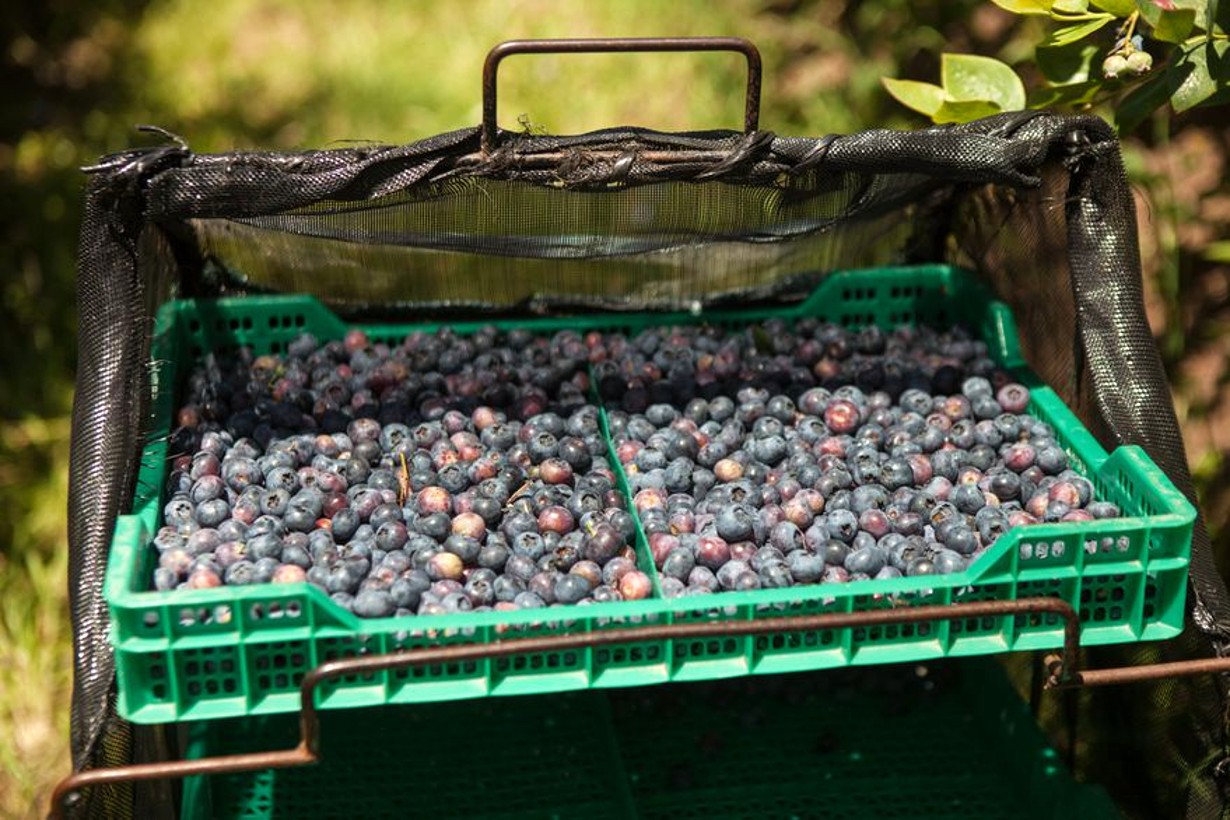 Arándanos y boysenberries se cosechan de octubre a diciembre (Foto: Xavier Martin).