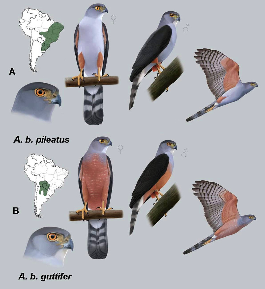 Las dos subespecies de gavilán bicolor de Uruguay. Ilustración: Frederick Pallinger.