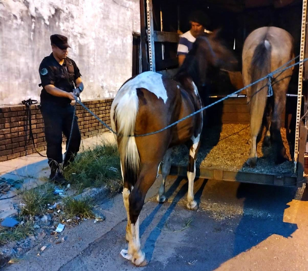 Los caballos fueron trasladados al Refugio Ecuestre de la ciudad.