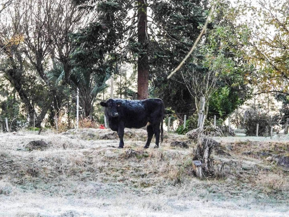 El ganado enfrenta mejor el frío que el estrés calórico del verano, dijo un especialista (foto: Karina Guichón).