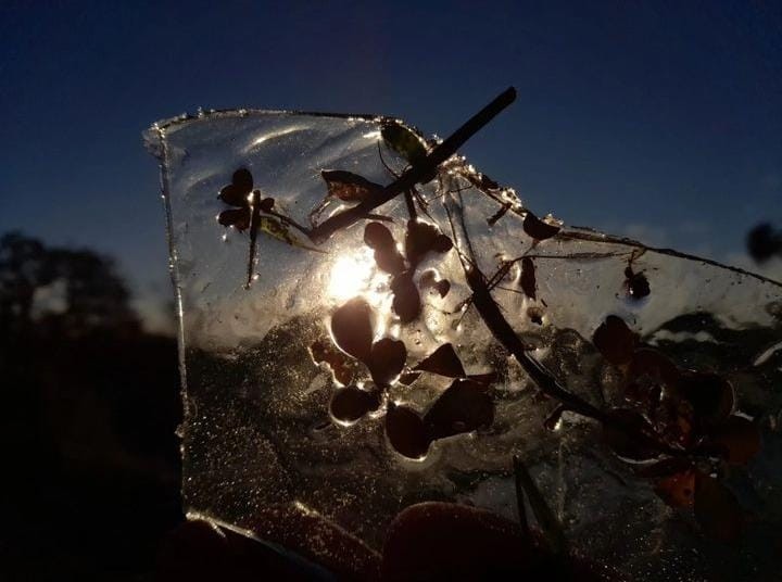 Las plantas, congeladas tras una noche fría