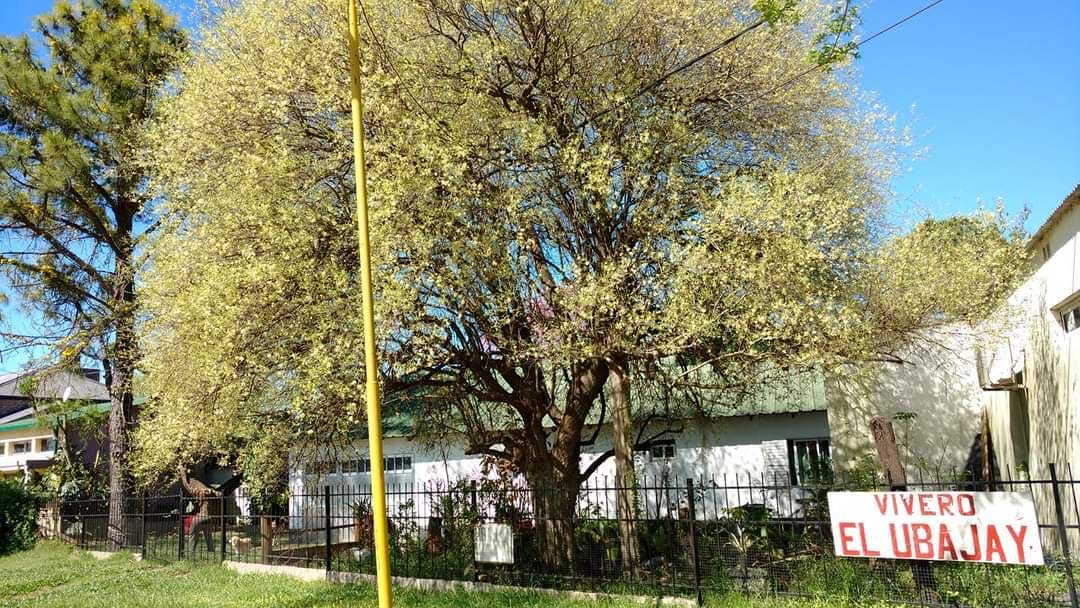 Árbol de ubajay plantado en 1974