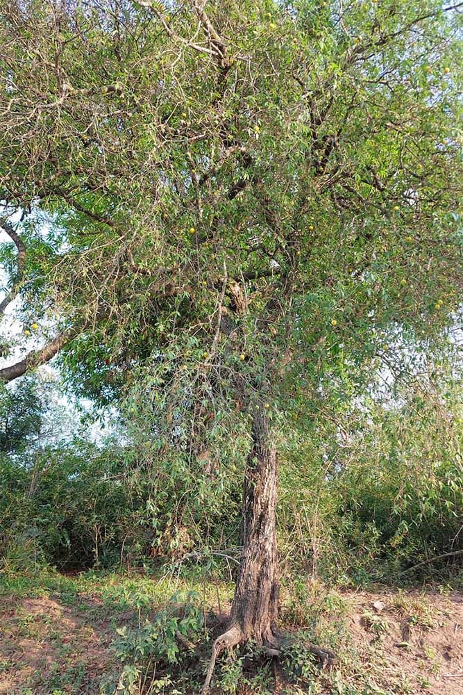 El árbol Ubajay - Crédito Fabricio Erramuspe