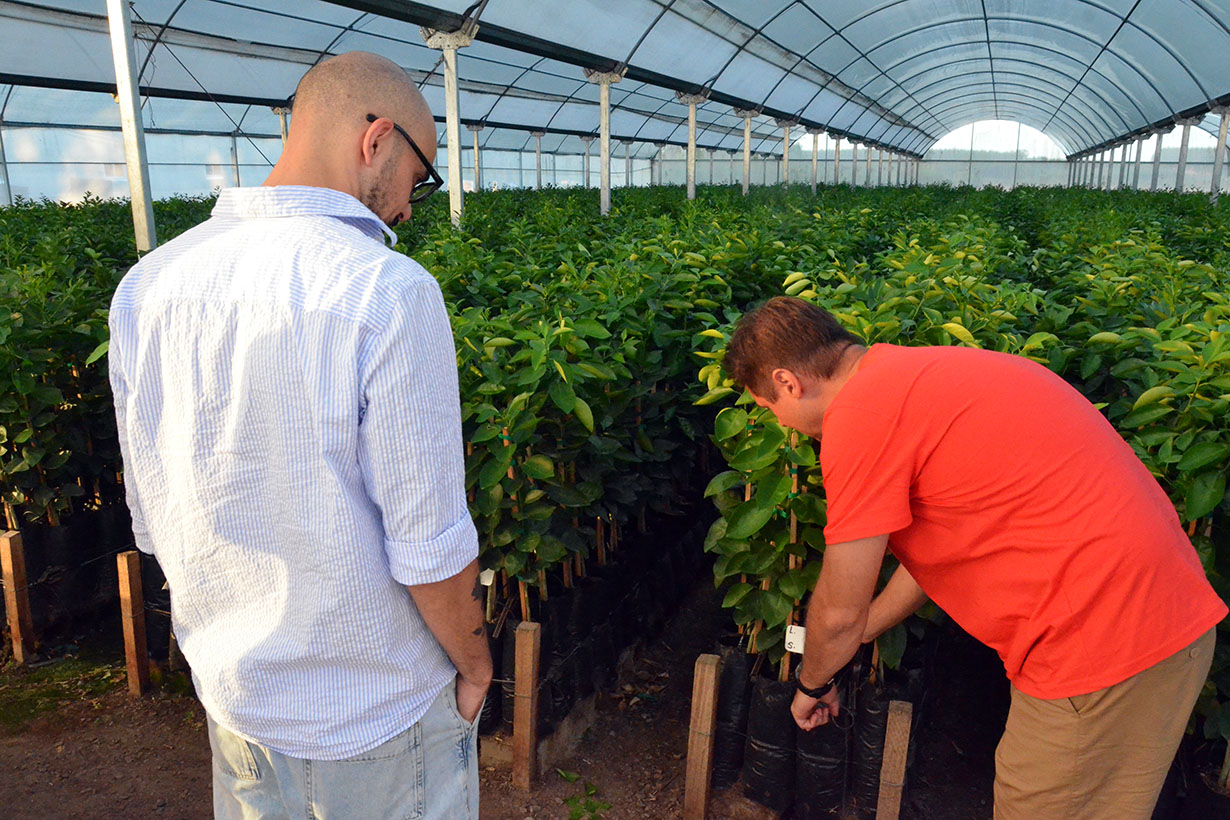 Passini le enseñó a Pintos alguna de las plantas cítricas que producen bajo cubierta.
