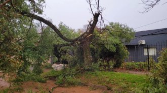 Árboles y ramas caídas cortan calles en Colón