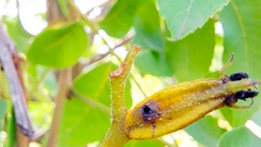 Red de monitoreo de las plagas de la nuez pecán