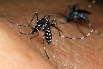Tras una semana de lluvias, Paraná vive la "primera explosión de mosquitos" de la temporada