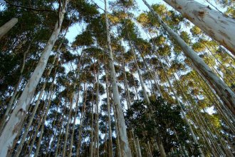 Trabajador forestal, grave: un tronco de eucaliptus golpeó sobre su cabeza