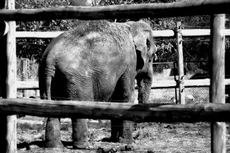 No pudo conocer la libertad: A la espera de ser trasladada, murió la elefanta Merry
