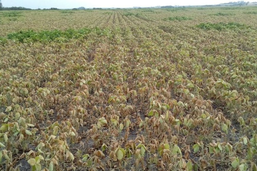 El estrés hídrico afectó la cosecha de soja.