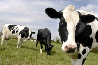 Tambero entrerriano mandó a faenar 28 vacas que producían 18 litros de leche por día
