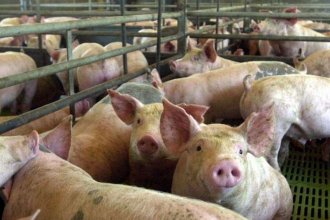 Productores aseguran que la actividad porcina “se está haciendo insostenible”