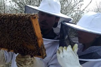 Matías Viel, el entrenador de abejas que mejoró la producción de arándanos en Entre Ríos