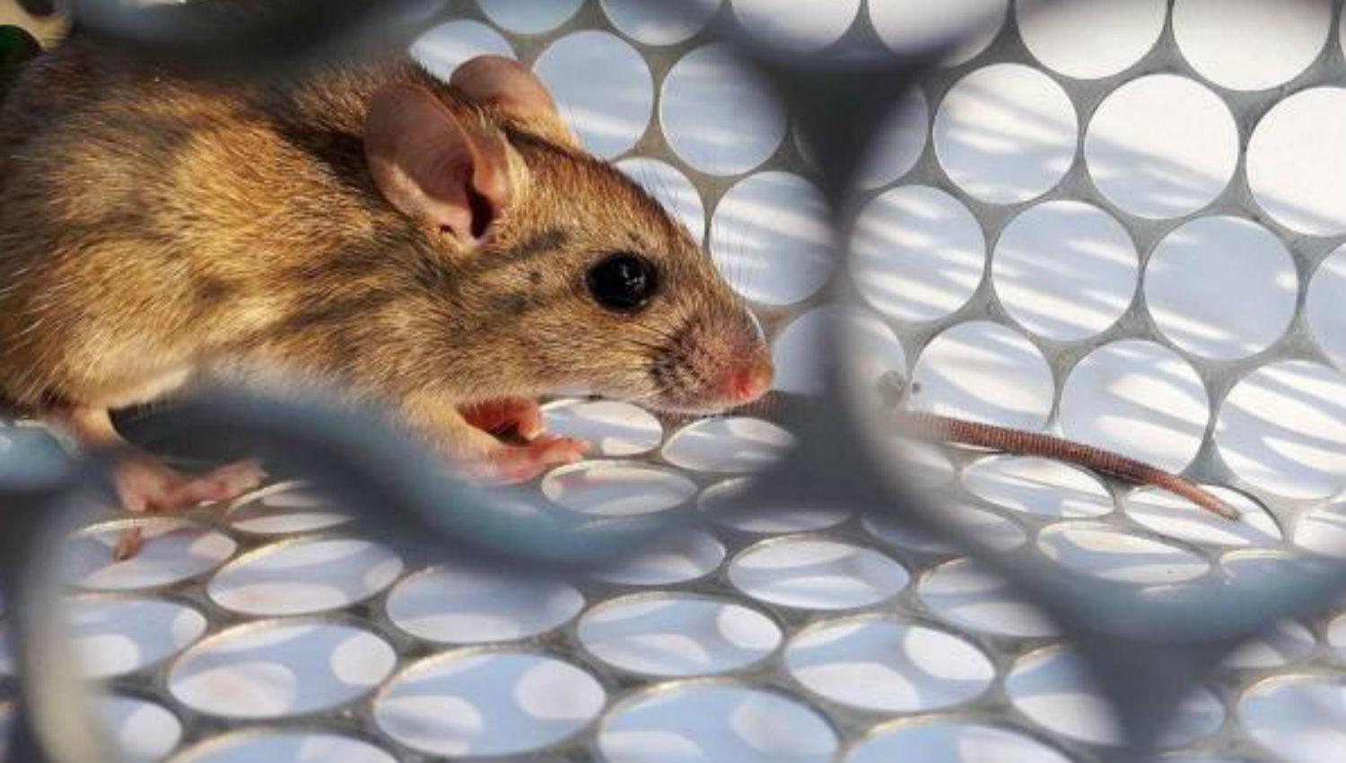 Entre Ríos es la provincia que más casos de hantavirus registra por habitante en el país - Noticias - Elentrerios.com