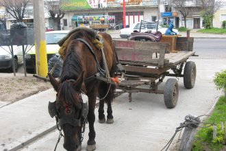 Será en Entre Ríos la 1° Conferencia Nacional por la Abolición de la Tracción a Sangre Animal