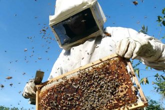 Denuncias de presencia de glifosato en la miel causan estragos en la apicultura al otro lado del río
