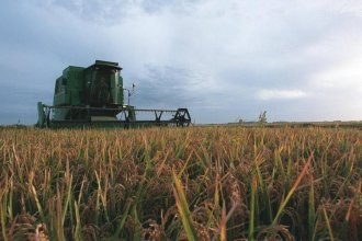 En la costa del Uruguay, INTA calculó la “huella de carbono” que deja el arroz y analizó su resultado preliminar