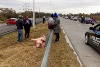 Tras el saqueo a camión entrerriano, pidieron no consumir esa carne porque “está contaminada”