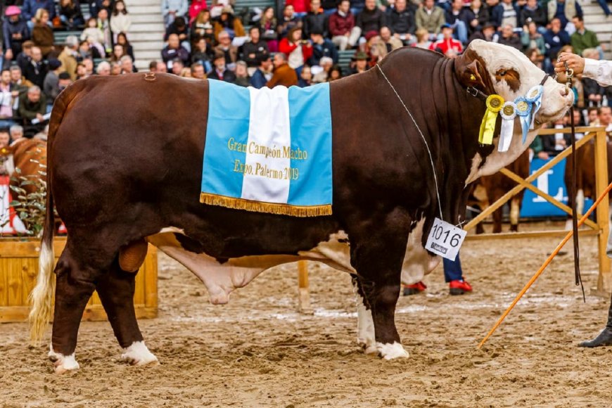“Calden”, el toro entrerriano de 800 kilos.
