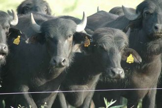 Detectan en Entre Ríos una especie de garrapata que puede afectar la salud de las personas y dan aviso a Senasa