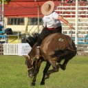 Tendrá que cumplir pena por actos de crueldad animal en una jineteada. Declararon al caballo “sujeto de derecho”