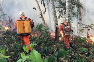 ¿Qué hay detrás de los incendios en el Amazonas?
