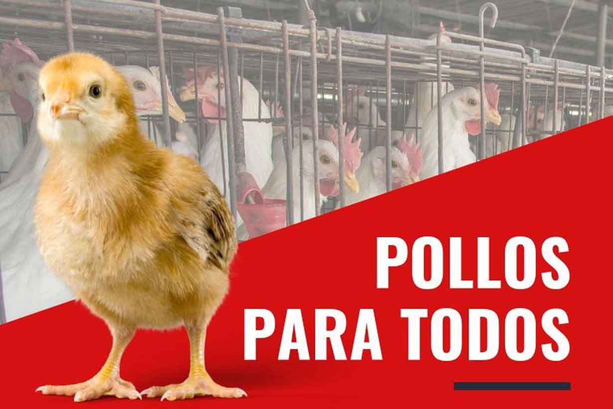 Los pollos más caros del mundo: el negocio de Argentina con Venezuela -  Noticias 