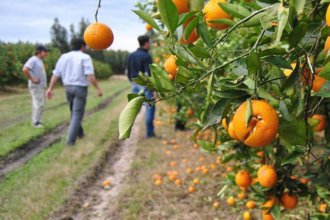 “Cosecha amarga” para el pueblo de las mandarinas: productores trabajaron a pérdida y advirtieron sobre su impacto