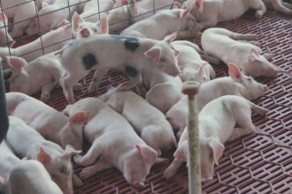 Los datos oficiales del sector porcino entrerriano “dan cuenta de un sostenido crecimiento”
