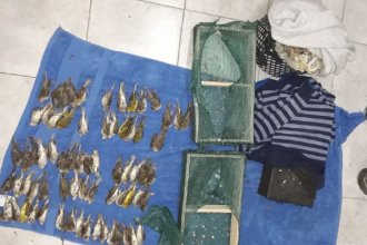 Pasajero transportaba 97 pájaros silvestres ocultos en un bolso: la mayoría estaban muertos