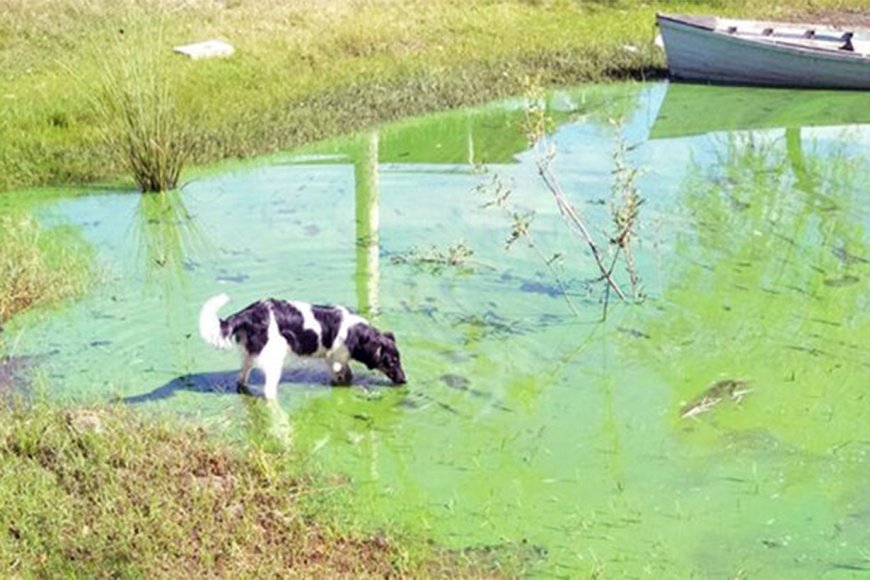 Preocupación por las cianobacterias, “el peligro verde que nos espera en el agua” - Noticias - Elentrerios.com