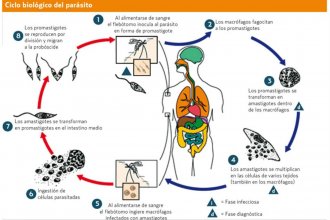 Leishmaniasis visceral: detección temprana  para disminuir la mortalidad