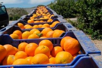 Productores citrícolas entrerrianos explicaron por qué las naranjas valen lo que valen