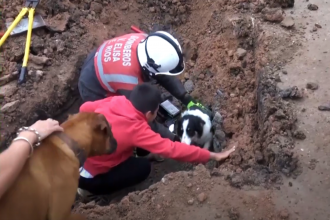 El gesto que emocionó a un grupo de bomberos voluntarios, tras el exitoso rescate de una perra