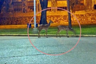 Vieron otros dos ciervos en Concordia y piden a los vecinos que no intenten atraparlos