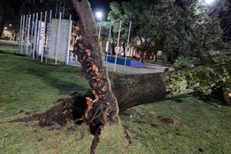 Caída de árboles y voladura de chapas, por las fuertes tormentas en una zona de Entre Ríos
