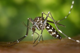 Con la llegada de meses cálidos, vuelven las acciones de control del Dengue
