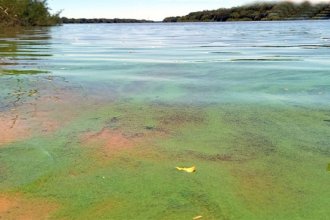 Algas tiñen de verde intenso el río Uruguay: ¿a qué se debe el fenómeno?