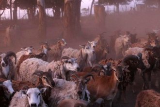 Traslado de unos 300 animales: de zoológico ilegal, a santuario de vida silvestre en Entre Ríos