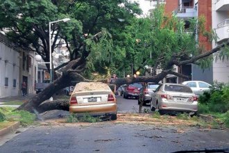 Los desagües "no dieron abasto", hubo anegamientos en zonas que no suele haber y autos aplastados por árboles