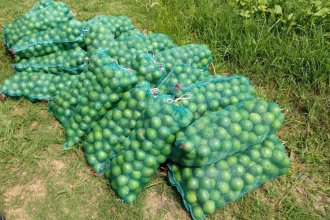 Incautaron 300 kilos de limones por falta de documentación sanitaria