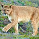Colocarán trampas para capturar un puma que dejó huellas en una ciudad entrerriana