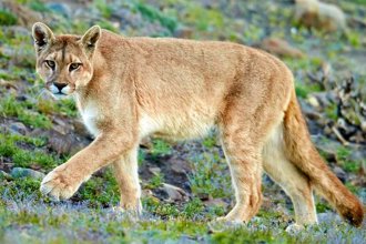 Colocarán trampas para capturar un puma que dejó huellas en una ciudad entrerriana