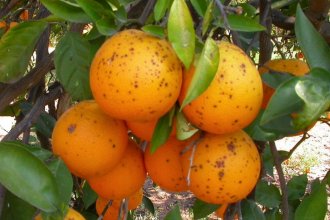 Referente entrerriano de la Federación Agraria advierte que la sequía golpeará los precios de naranjas y mandarinas durante el año