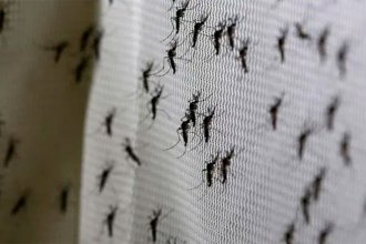 Otra vez los mosquitos nos invaden: ¿hay peligro de dengue?